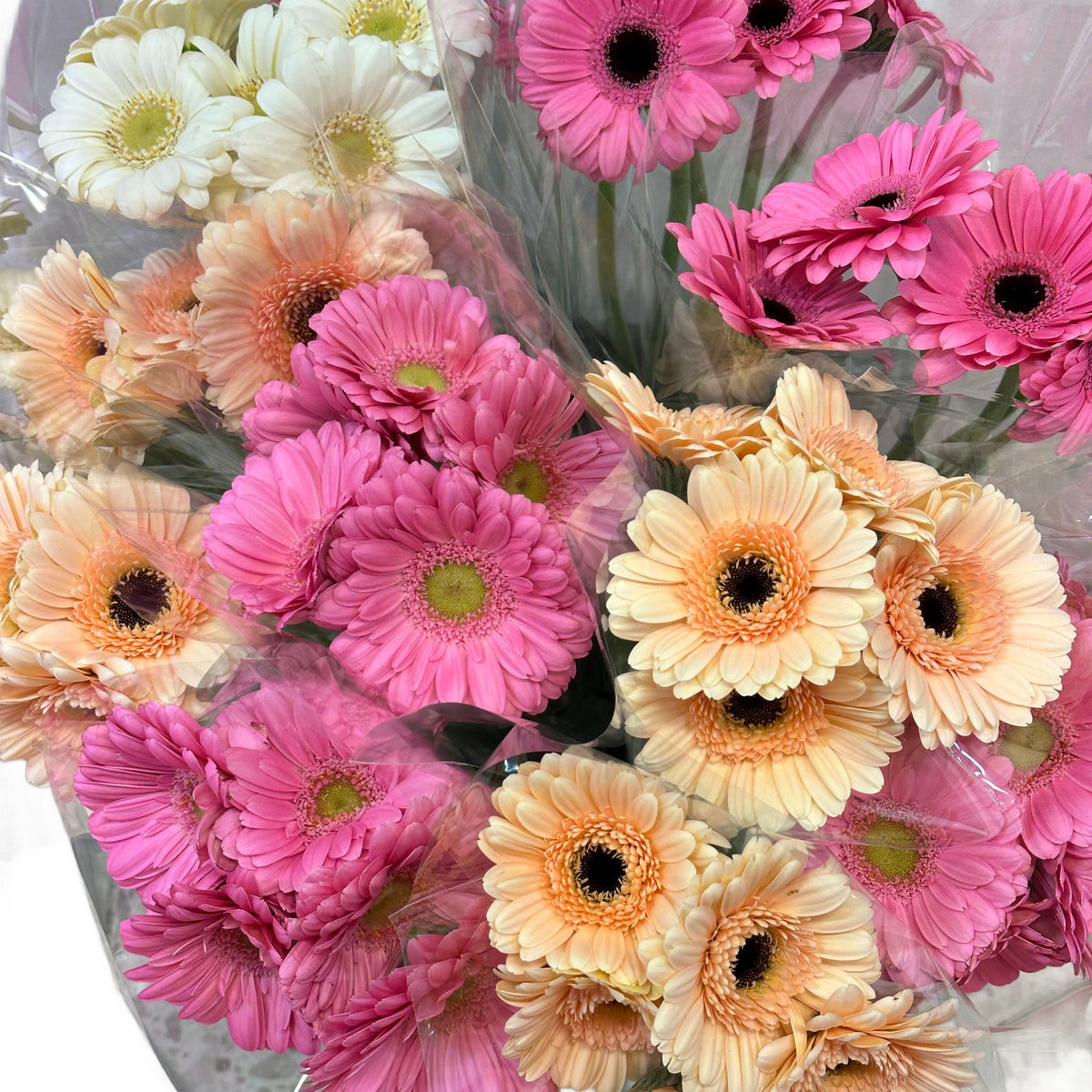 BQ Germini pastell mix 5pk – Trønderblomst