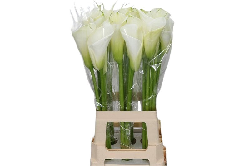Calla Innocence – Trønderblomst